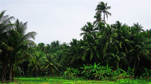 爱弥尔鲜饮创作